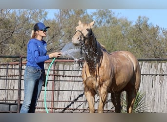 American Quarter Horse, Castrone, 14 Anni, 152 cm, Champagne