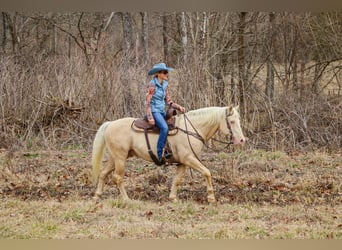 American Quarter Horse, Castrone, 14 Anni, 152 cm, Cremello