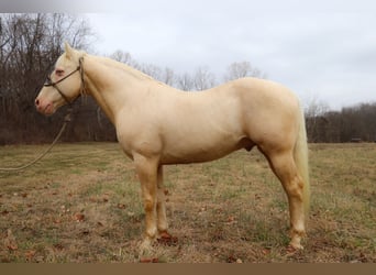 American Quarter Horse, Castrone, 14 Anni, 152 cm, Cremello