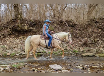American Quarter Horse, Castrone, 14 Anni, 152 cm, Cremello