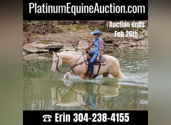 American Quarter Horse, Castrone, 14 Anni, 152 cm, Cremello
