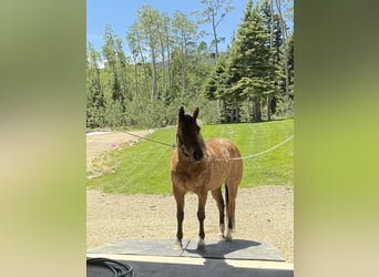 American Quarter Horse, Castrone, 14 Anni, 152 cm, Falbo
