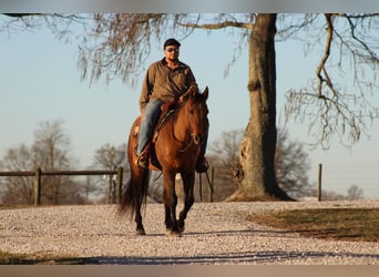 American Quarter Horse, Castrone, 14 Anni, 152 cm, Falbo