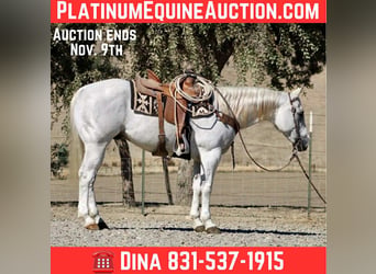 American Quarter Horse, Castrone, 14 Anni, 152 cm, Grigio