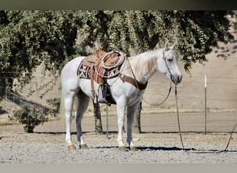 American Quarter Horse, Castrone, 14 Anni, 152 cm, Grigio