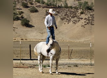 American Quarter Horse, Castrone, 14 Anni, 152 cm, Grigio