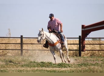 American Quarter Horse, Castrone, 14 Anni, 152 cm, Grigio