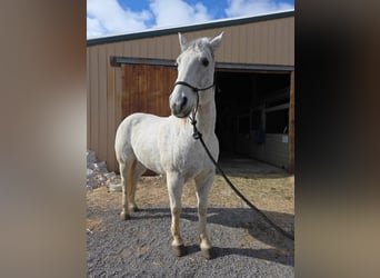 American Quarter Horse, Castrone, 14 Anni, 152 cm, Grigio