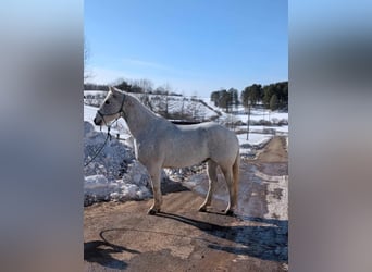 American Quarter Horse, Castrone, 14 Anni, 152 cm, Grigio