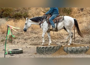 American Quarter Horse, Castrone, 14 Anni, 152 cm, Grigio