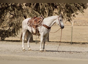 American Quarter Horse, Castrone, 14 Anni, 152 cm, Grigio