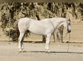 American Quarter Horse, Castrone, 14 Anni, 152 cm, Grigio