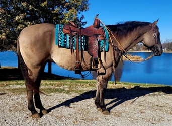 American Quarter Horse, Castrone, 14 Anni, 152 cm, Grullo