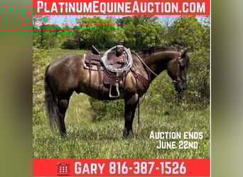 American Quarter Horse, Castrone, 14 Anni, 152 cm, Grullo