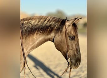 American Quarter Horse, Castrone, 14 Anni, 152 cm, Grullo