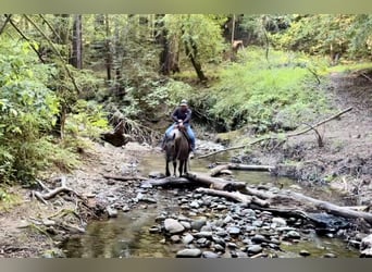 American Quarter Horse, Castrone, 14 Anni, 152 cm, Grullo
