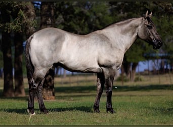 American Quarter Horse, Castrone, 14 Anni, 152 cm, Grullo