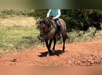 American Quarter Horse, Castrone, 14 Anni, 152 cm, Grullo