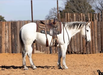 American Quarter Horse, Castrone, 14 Anni, 152 cm, Leardo