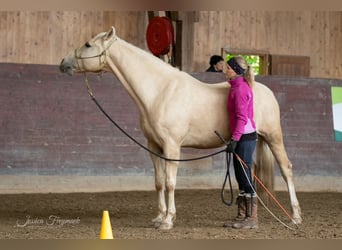 American Quarter Horse, Castrone, 14 Anni, 152 cm, Palomino