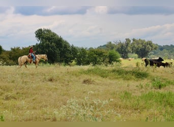 American Quarter Horse, Castrone, 14 Anni, 152 cm, Palomino