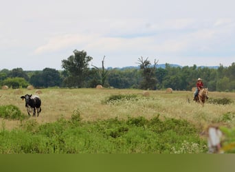 American Quarter Horse, Castrone, 14 Anni, 152 cm, Palomino