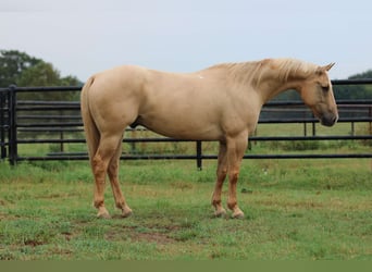 American Quarter Horse, Castrone, 14 Anni, 152 cm, Palomino