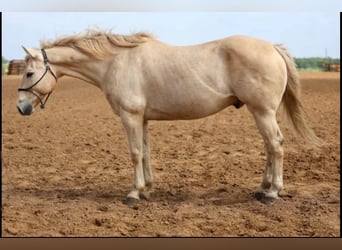 American Quarter Horse, Castrone, 14 Anni, 152 cm, Palomino