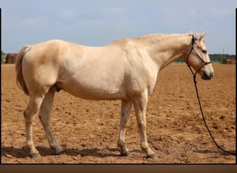 American Quarter Horse, Castrone, 14 Anni, 152 cm, Palomino