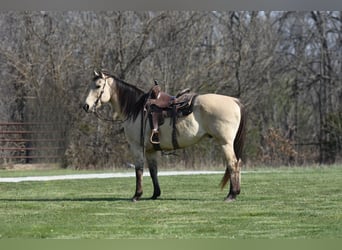 American Quarter Horse, Castrone, 14 Anni, 152 cm, Pelle di daino