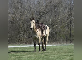 American Quarter Horse, Castrone, 14 Anni, 152 cm, Pelle di daino