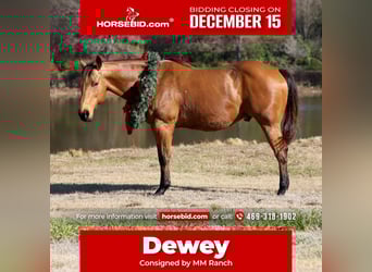 American Quarter Horse, Castrone, 14 Anni, 152 cm, Pelle di daino