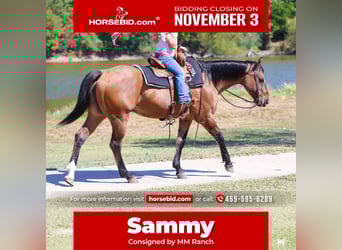 American Quarter Horse, Castrone, 14 Anni, 152 cm, Pelle di daino