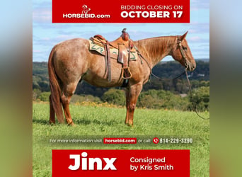 American Quarter Horse Mix, Castrone, 14 Anni, 152 cm, Roano rosso