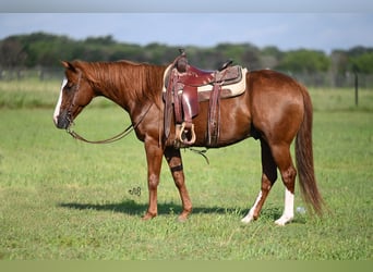 American Quarter Horse, Castrone, 14 Anni, 152 cm, Sauro ciliegia