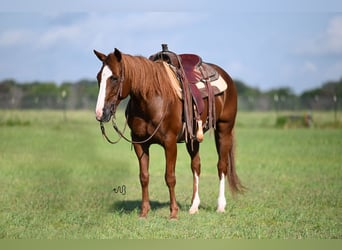 American Quarter Horse, Castrone, 14 Anni, 152 cm, Sauro ciliegia