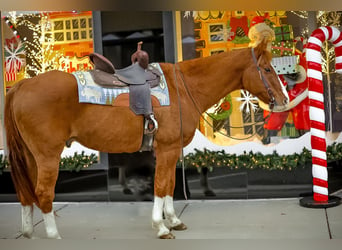 American Quarter Horse, Castrone, 14 Anni, 152 cm, Sauro ciliegia