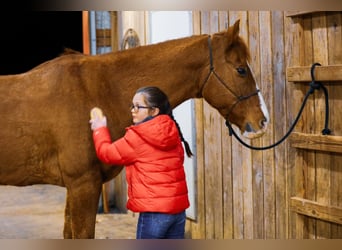 American Quarter Horse, Castrone, 14 Anni, 152 cm, Sauro ciliegia