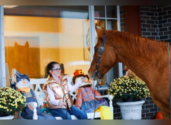 American Quarter Horse, Castrone, 14 Anni, 152 cm, Sauro ciliegia