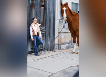 American Quarter Horse, Castrone, 14 Anni, 152 cm, Sauro ciliegia