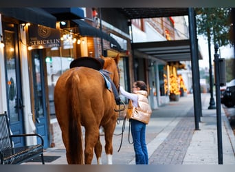 American Quarter Horse, Castrone, 14 Anni, 152 cm, Sauro ciliegia