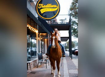 American Quarter Horse, Castrone, 14 Anni, 152 cm, Sauro ciliegia