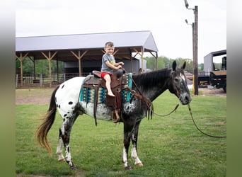 American Quarter Horse, Castrone, 14 Anni, 152 cm, Sauro scuro