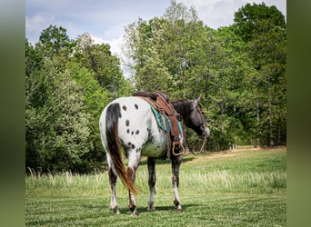 American Quarter Horse, Castrone, 14 Anni, 152 cm, Sauro scuro