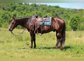 American Quarter Horse, Castrone, 14 Anni, 152 cm, Sauro scuro