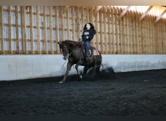 American Quarter Horse, Castrone, 14 Anni, 152 cm, Sauro scuro