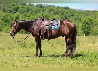 American Quarter Horse, Castrone, 14 Anni, 152 cm, Sauro scuro