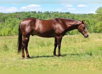 American Quarter Horse, Castrone, 14 Anni, 152 cm, Sauro scuro