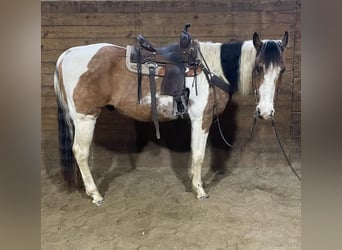 American Quarter Horse, Castrone, 14 Anni, 152 cm, Tobiano-tutti i colori