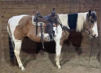 American Quarter Horse, Castrone, 14 Anni, 152 cm, Tobiano-tutti i colori